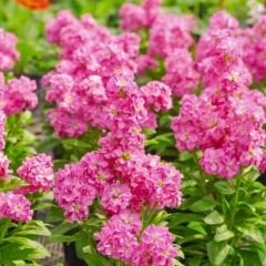 ﻿Şebboy Çiçeği Fidesi Kokulu Pembe - Matthiola Incana