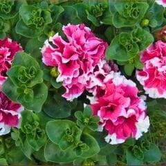 Petunya Tumbelina Fidesi Pembe Ebruli - Katlı Kokulu Sarkan