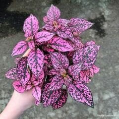 Hostes Çiçeği Fidesi Pembe - Hypoestes phyllostachya