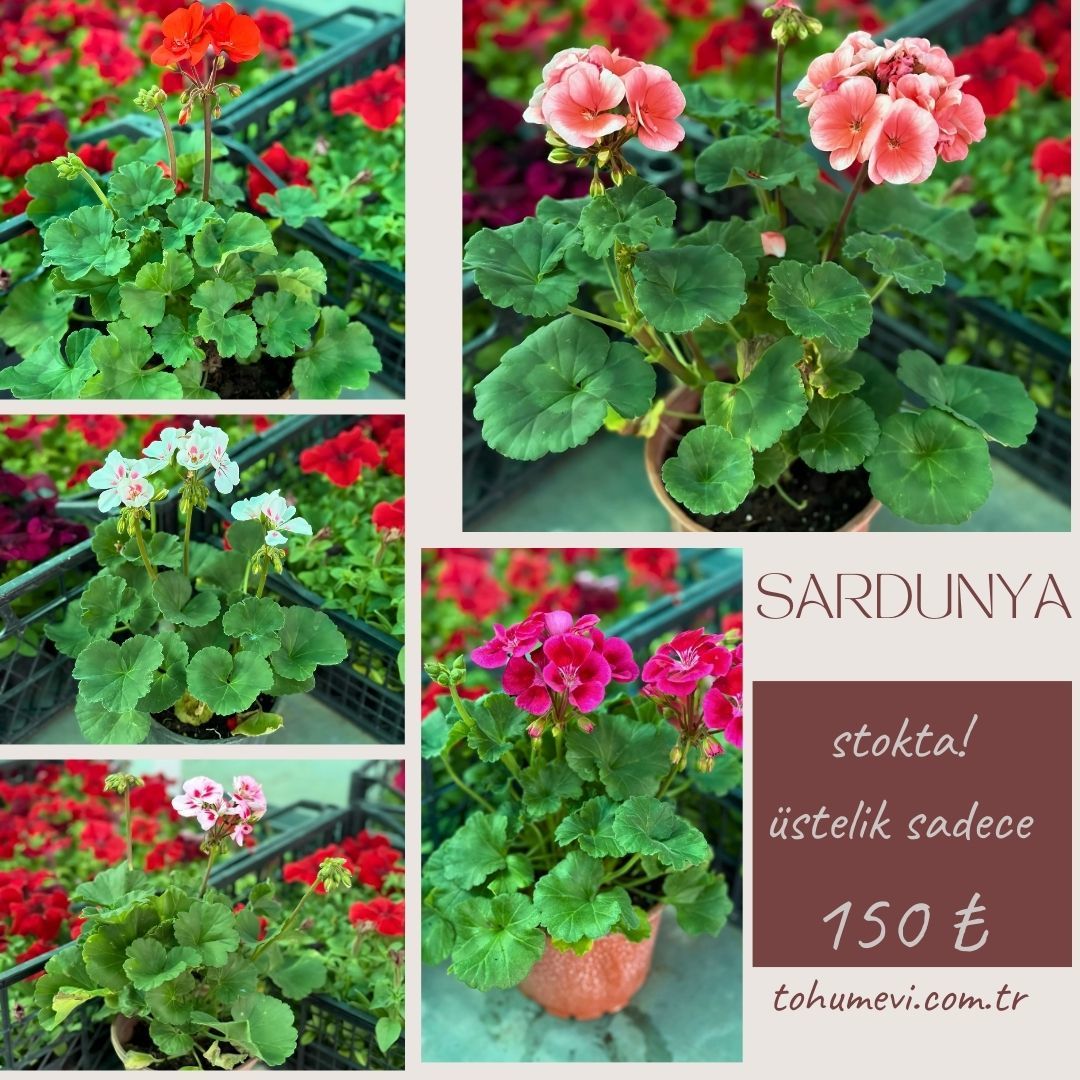 Sardunya Çiçeği - Pelargonium potted Colorama Saksılı