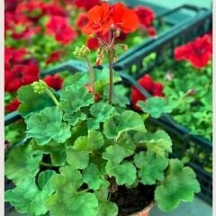 Sardunya Çiçeği - Pelargonium potted Colorama Saksılı