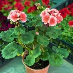 Sardunya Çiçeği - Pelargonium potted Colorama Saksılı