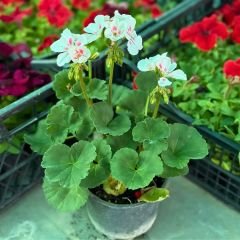 Sardunya Çiçeği - Pelargonium potted Colorama Saksılı