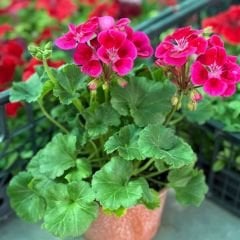 Sardunya Çiçeği - Pelargonium potted Colorama Saksılı