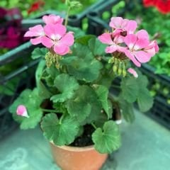 Sardunya Çiçeği - Pelargonium potted Colorama Saksılı