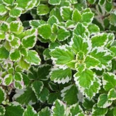 Sarkan Kokulu Plectranthus Forsteri Variegata Fidesi