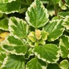 Sarkan Kokulu Plectranthus Forsteri Variegata Fidesi