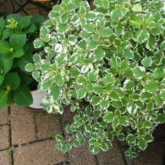 Sarkan Kokulu Plectranthus Forsteri Variegata Fidesi
