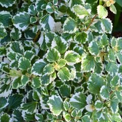 Sarkan Kokulu Plectranthus Forsteri Variegata Fidesi