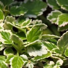 Sarkan Kokulu Plectranthus Forsteri Variegata Fidesi