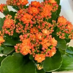 Kalanşo Çiçeği Fidesi Turuncu – Kalanchoe