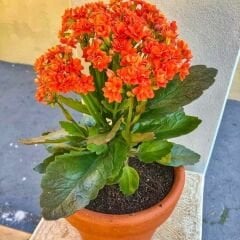 Kalanşo Çiçeği Fidesi Turuncu – Kalanchoe