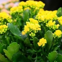 Kalanşo Çiçeği Fidesi Sarı – Kalanchoe