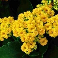 Kalanşo Çiçeği Fidesi Sarı – Kalanchoe