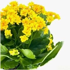 Kalanşo Çiçeği Fidesi Sarı – Kalanchoe