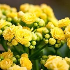 Kalanşo Çiçeği Fidesi Sarı – Kalanchoe