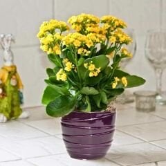Kalanşo Çiçeği Fidesi Sarı – Kalanchoe