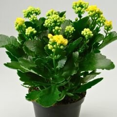 Kalanşo Çiçeği Fidesi Sarı – Kalanchoe