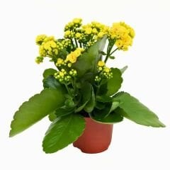 Kalanşo Çiçeği Fidesi Sarı – Kalanchoe