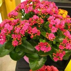 Kalanşo Çiçeği Fidesi Pembe – Kalanchoe