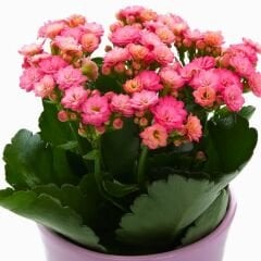 Kalanşo Çiçeği Fidesi Pembe – Kalanchoe