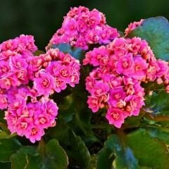 Kalanşo Çiçeği Fidesi Pembe – Kalanchoe