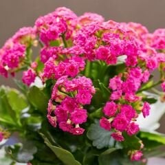 Kalanşo Çiçeği Fidesi Pembe – Kalanchoe