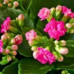 Kalanşo Çiçeği Fidesi Pembe – Kalanchoe