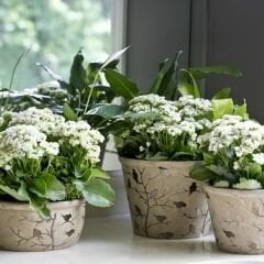 Kalanşo Çiçeği Fidesi Beyaz – Kalanchoe