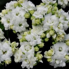 Kalanşo Çiçeği Fidesi Beyaz – Kalanchoe
