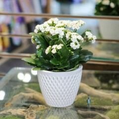 Kalanşo Çiçeği Fidesi Beyaz – Kalanchoe