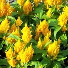 Horoz İbiği Çiçeği Fidesi Sarı – Celosia Argentea