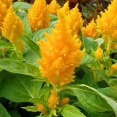 Horoz İbiği Çiçeği Fidesi Sarı – Celosia Argentea