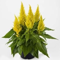 Horoz İbiği Çiçeği Fidesi Sarı – Celosia Argentea