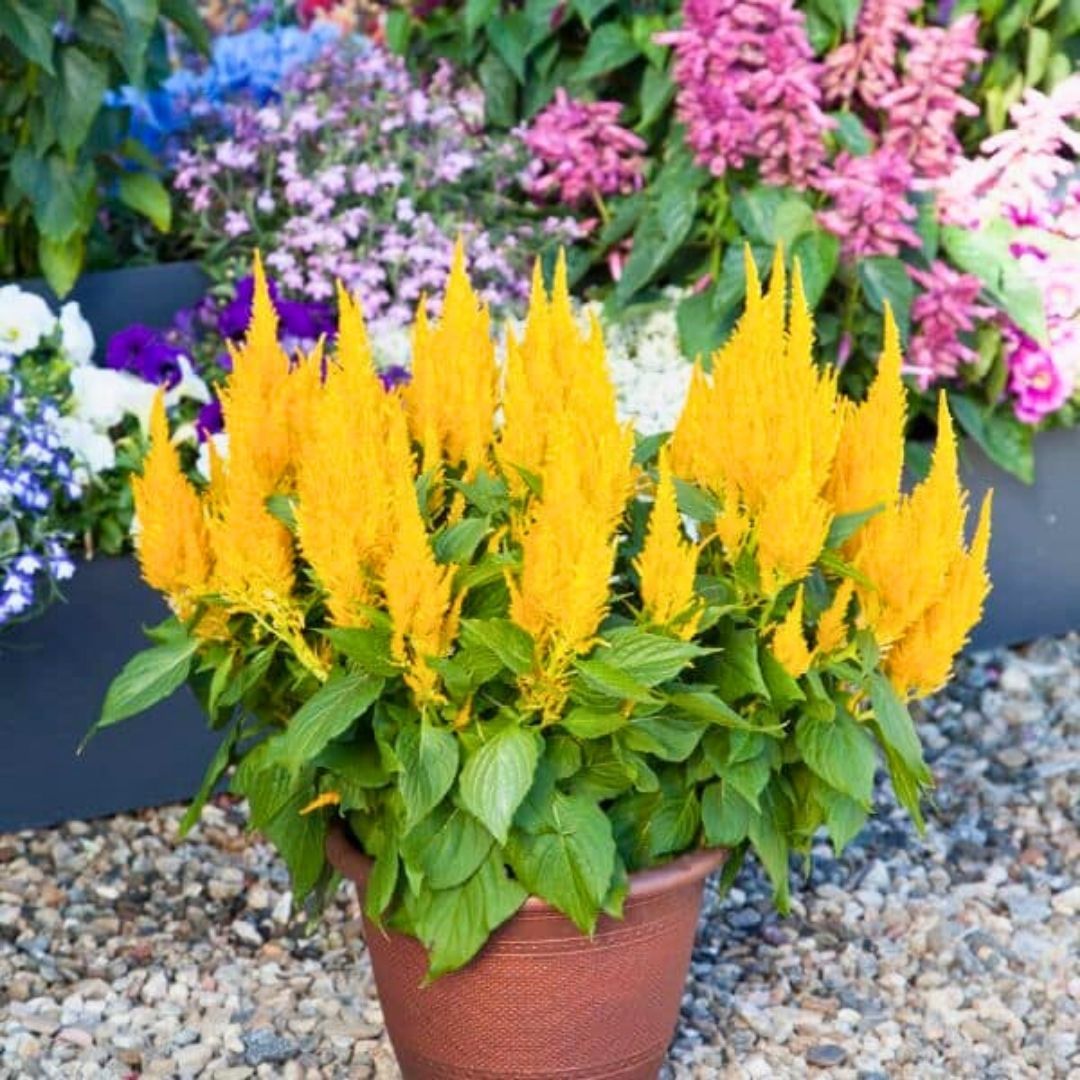 Horoz İbiği Çiçeği Fidesi Sarı – Celosia Argentea