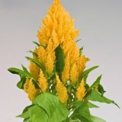 Horoz İbiği Çiçeği Fidesi Sarı – Celosia Argentea