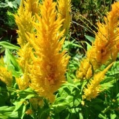 Horoz İbiği Çiçeği Fidesi Sarı – Celosia Argentea