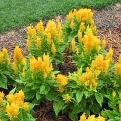 Horoz İbiği Çiçeği Fidesi Sarı – Celosia Argentea