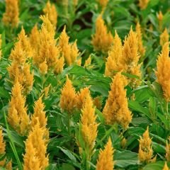 Horoz İbiği Çiçeği Fidesi Sarı – Celosia Argentea