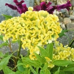 Balta Horoz ibiği Çiçek Fidesi Sarı - Celosia Argentea Aristata