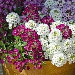 Alyssum - ﻿Alisyum Fidesi –Ballıca -  Kraliyet Halısı