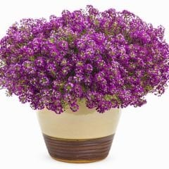 Alyssum - ﻿Alisyum Fidesi –Ballıca -  Kraliyet Halısı (1 kasa 48adet)