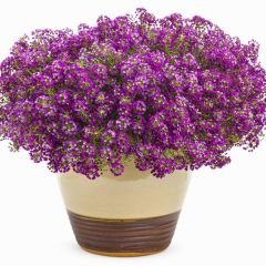 Alyssum - ﻿Alisyum Fidesi –Ballıca -  Kraliyet Halısı (1 kasa 48adet)