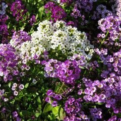 Alyssum - ﻿Alisyum Fidesi –Ballıca -  Kraliyet Halısı (1 kasa 48adet)