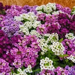 Alyssum - ﻿Alisyum Fidesi –Ballıca -  Kraliyet Halısı (1 kasa 48adet)