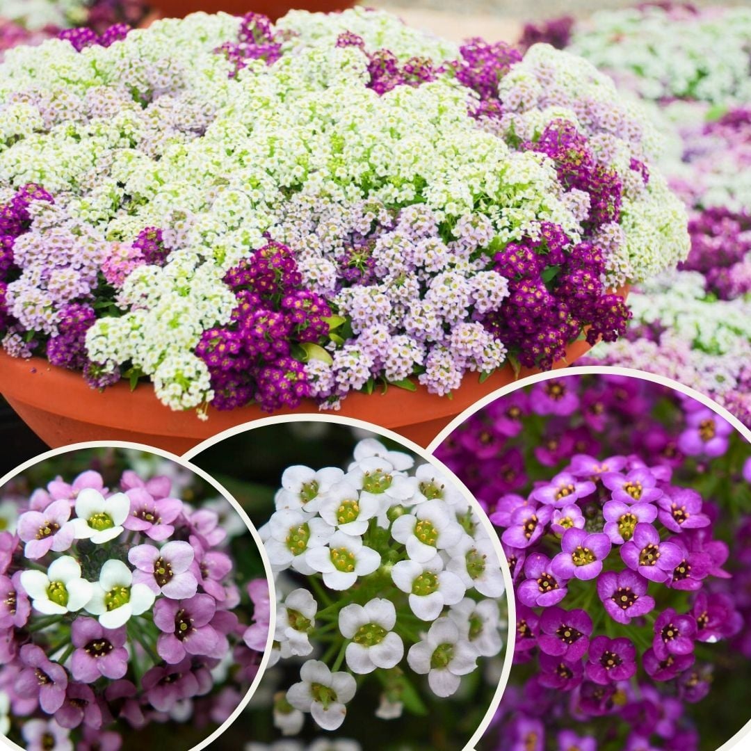 Alyssum - ﻿Alisyum Fidesi –Ballıca -  Kraliyet Halısı (1 kasa 48adet)
