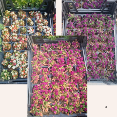 Alyssum - ﻿Alisyum Fidesi –Ballıca -  Kraliyet Halısı (1 kasa 48adet)
