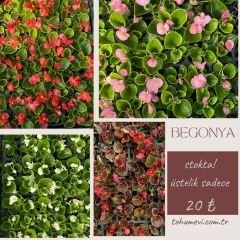 Begonya - Küçük Hanım Çiçeği Fidesi - begonia