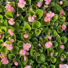 Begonya - Küçük Hanım Çiçeği Fidesi - begonia