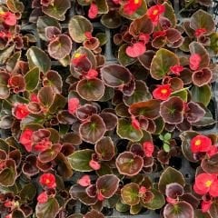 Begonya - Küçük Hanım Çiçeği Fidesi - begonia